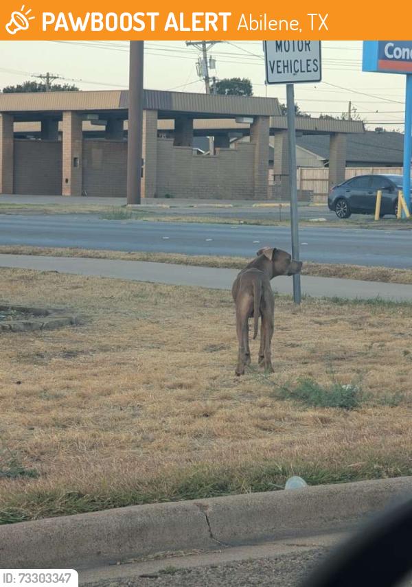 Found/Stray Male Dog last seen Judge Ely and Musken Road, Abilene, TX 79603