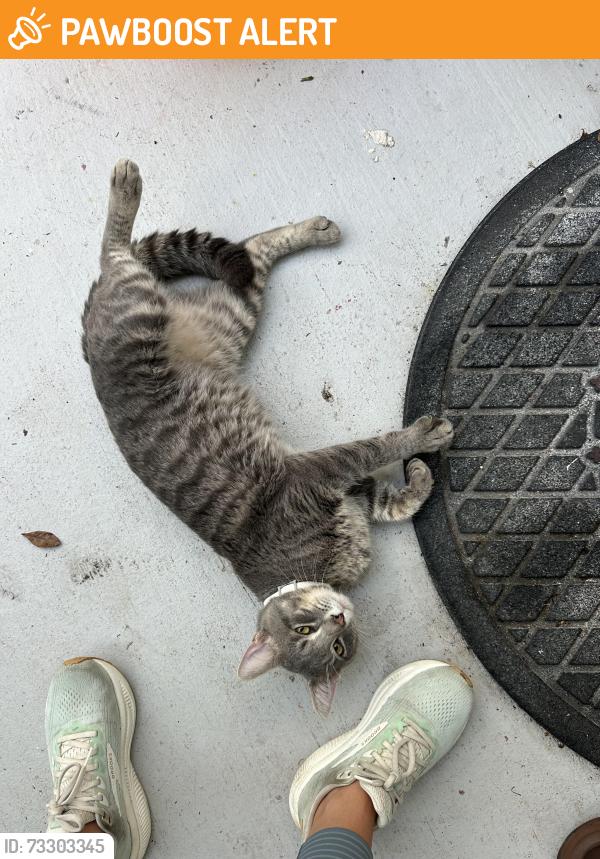 Found/Stray Male Cat last seen Bear Lakes Country Club, West Palm Beach, FL 33409
