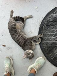 Found/Stray Male Cat last seen Bear Lakes Country Club, West Palm Beach, FL 33409