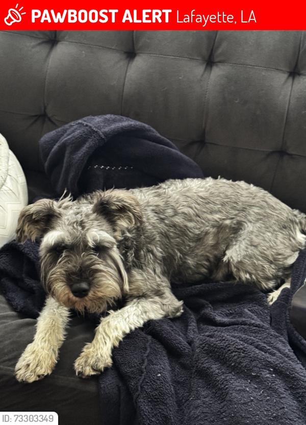 Lost Male Dog last seen Ferrel rd, Lafayette, LA 70508