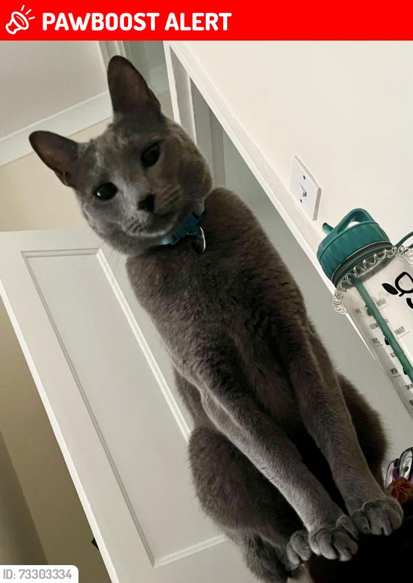 Lost Male Cat last seen Bushes around the strip of walking path between the back gardens of Whitebeam Avenue and the Bromley Golf Centre, beyond parkfield rec, Greater London, England BR2 8DN