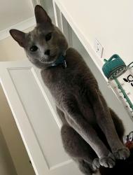 Lost Male Cat last seen Bushes around the strip of walking path between the back gardens of Whitebeam Avenue and the Bromley Golf Centre, beyond parkfield rec, Greater London, England BR2 8DN