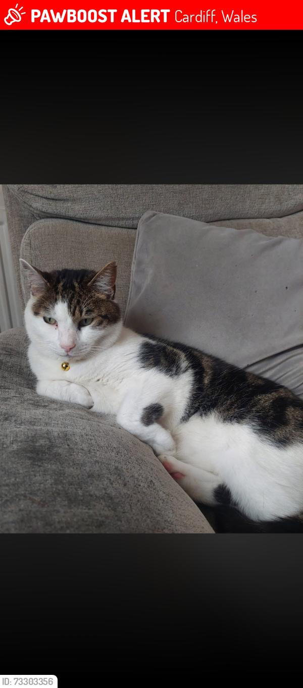 Lost Male Cat last seen Near red hse crescent, Cardiff, Wales 