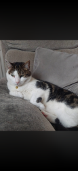 Lost Male Cat last seen Near red hse crescent, Cardiff, Wales 