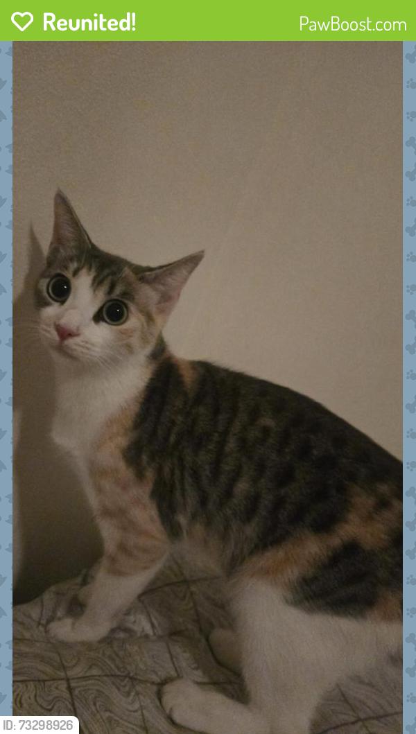Reunited Female Cat last seen La Mirada / Bronson, Los Angeles, CA 90038