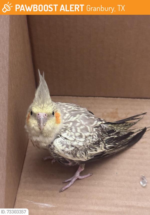 Found/Stray Unknown Bird last seen Bob white and Rhea road, Granbury, TX 76049