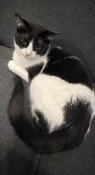 Reunited Female Cat last seen Anne Way gardens, Greater London, England 