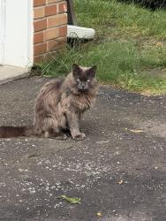 Found/Stray Unknown Cat last seen Springfield and Mississauga Re, Mississauga, ON 