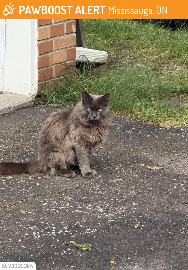 Found/Stray Unknown Cat last seen Springfield and Mississauga Re, Mississauga, ON 