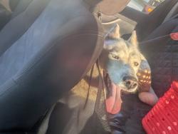 Reunited Unknown Dog last seen Santa villa park pace fl, Pea Ridge, FL 32571