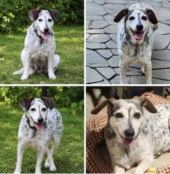 Reunited Female Dog last seen Davenport Rd., Simpsonville, SC 29680