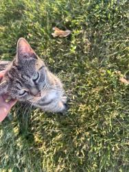 Lost Female Cat last seen Near north countryside dr, Palatine, IL 60067