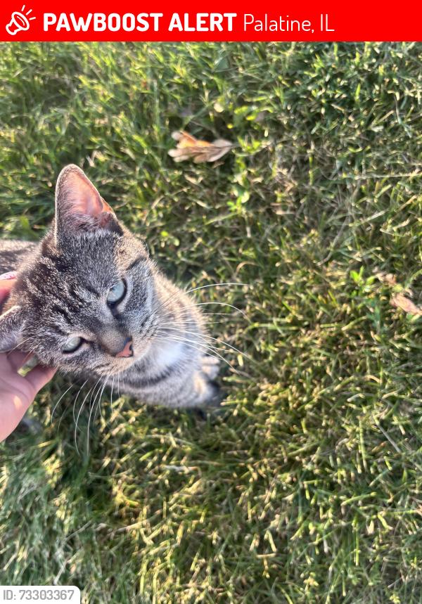 Lost Female Cat last seen Near north countryside dr, Palatine, IL 60067