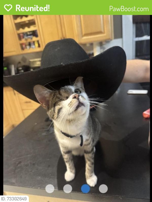 Reunited Male Cat last seen Elliot Ave Lake Grove, Lake Grove, NY 11755