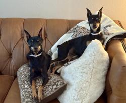 Reunited Female Dog last seen Near Oxford, Houston, TX 77008