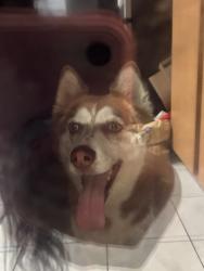 Reunited Unknown Dog last seen West and Orangewood, Anaheim Convention Center, Anaheim, CA 92802