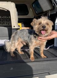 Reunited Unknown Dog last seen port st lucie, Port St. Lucie, FL 34986