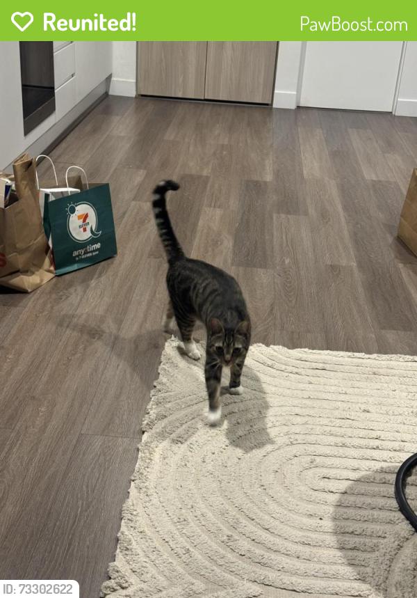Reunited Male Cat last seen Darebin, Ivanhoe, VIC 3079