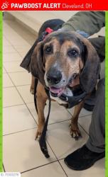 Reunited Male Dog last seen West 63rd St and storer ave, Cleveland, OH 44144