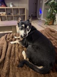 Reunited Male Dog last seen La Villita and castillo, Sahuarita, AZ 85629