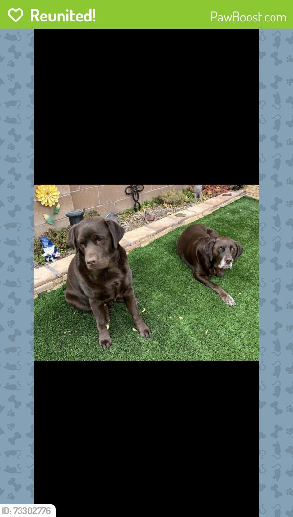Reunited Male Dog last seen Vista Del Norte neighborhood, Albuquerque, NM 87113