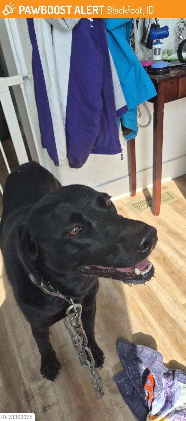 Found/Stray Male Dog last seen Snake River Middle School, Blackfoot, ID 83221