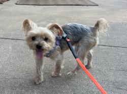 Reunited Female Dog last seen Greensboro Day School, Greensboro, NC 27455