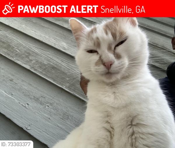 Lost Female Cat last seen North RD, Snellville, GA 30078