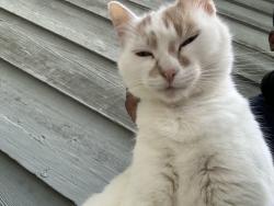 Lost Female Cat last seen North RD, Snellville, GA 30078