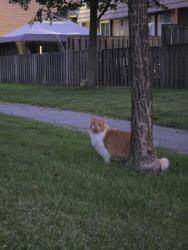 Found/Stray Unknown Cat last seen Near Bayshore Drive and cineplex, Ottawa, ON K2B 6M7