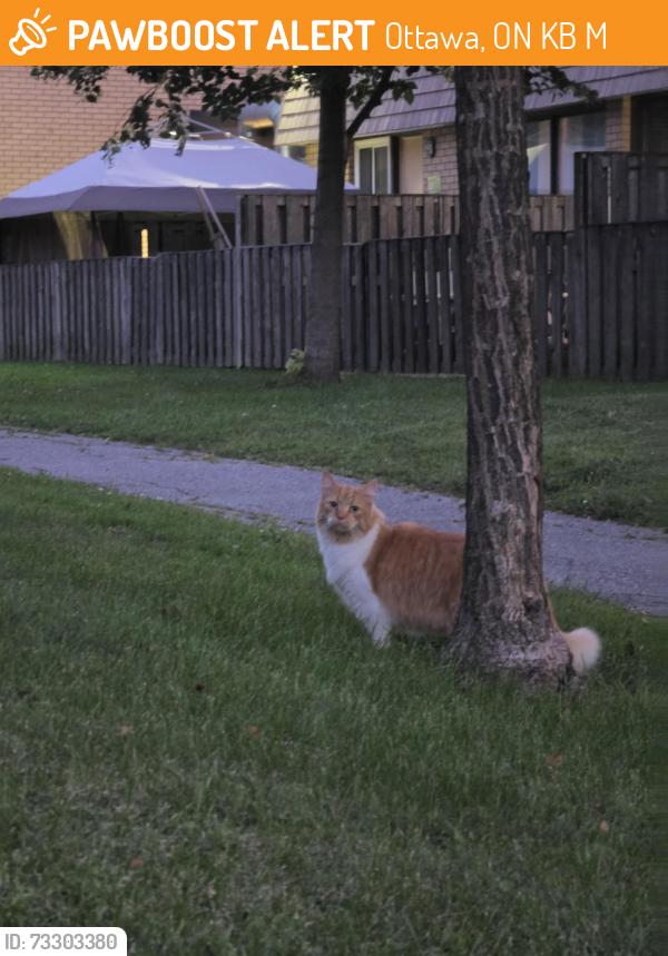 Found/Stray Unknown Cat last seen Near Bayshore Drive and cineplex, Ottawa, ON K2B 6M7