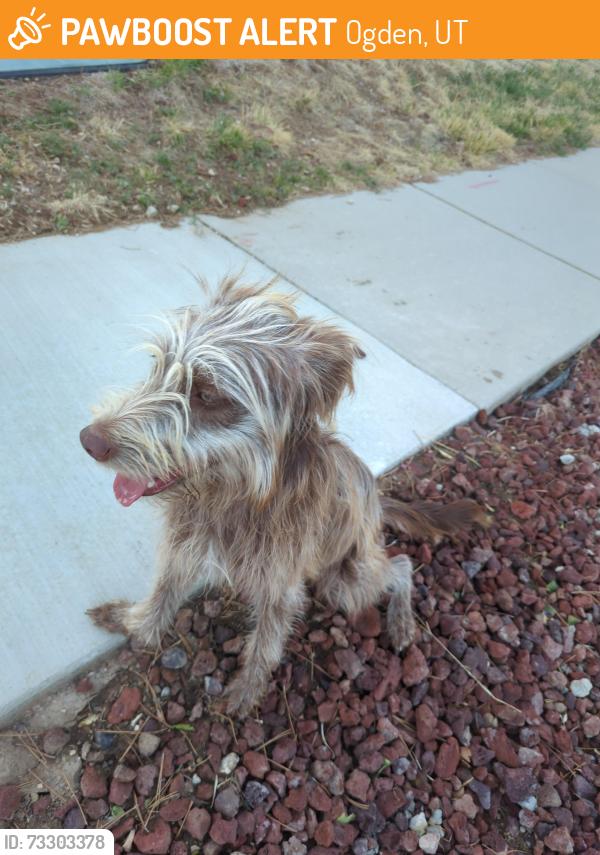 Found/Stray Female Dog last seen Near E 1250 S, Ogden, UT 84404