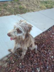 Found/Stray Female Dog last seen Near E 1250 S, Ogden, UT 84404