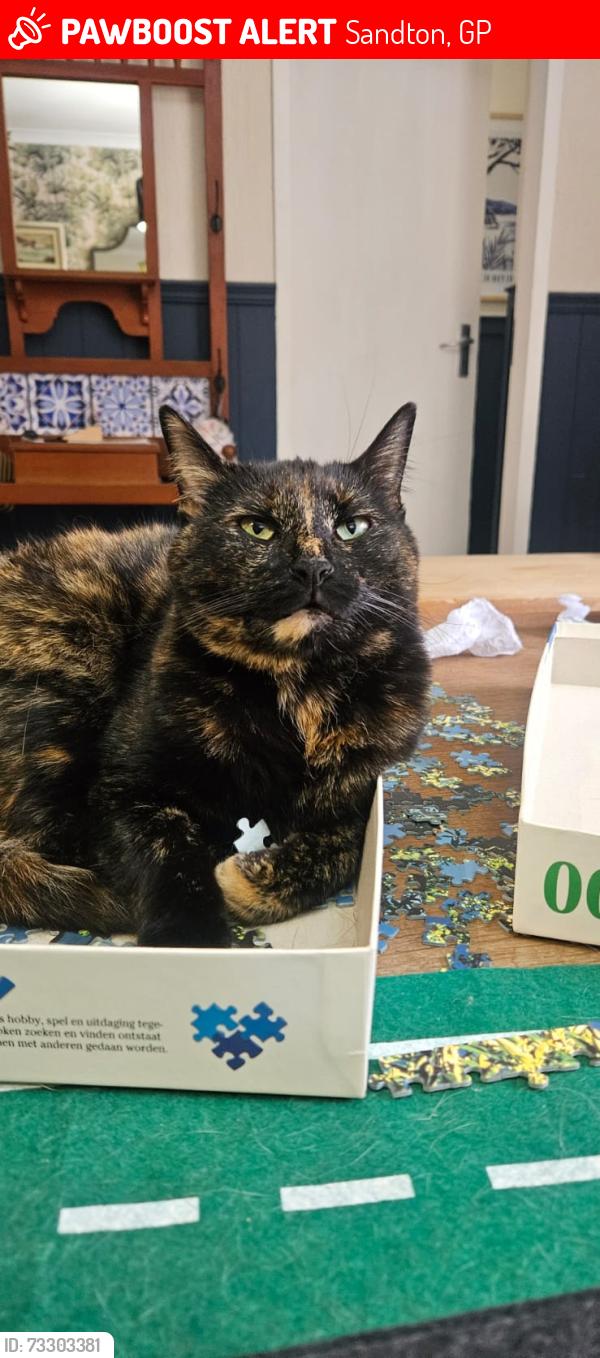 Lost Female Cat last seen Olympia and 9th street Parkmore, Sandton, GP 2196