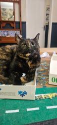 Lost Female Cat last seen Olympia and 9th street Parkmore, Sandton, GP 2196