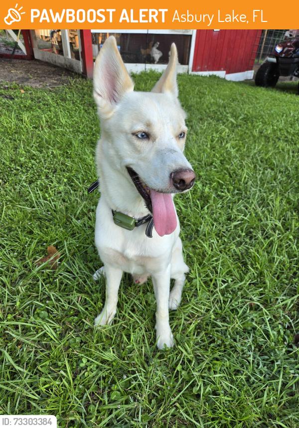 Found/Stray Male Dog last seen Lake Asbury, Asbury Lake, FL 32043