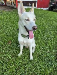 Found/Stray Male Dog last seen Lake Asbury, Asbury Lake, FL 32043