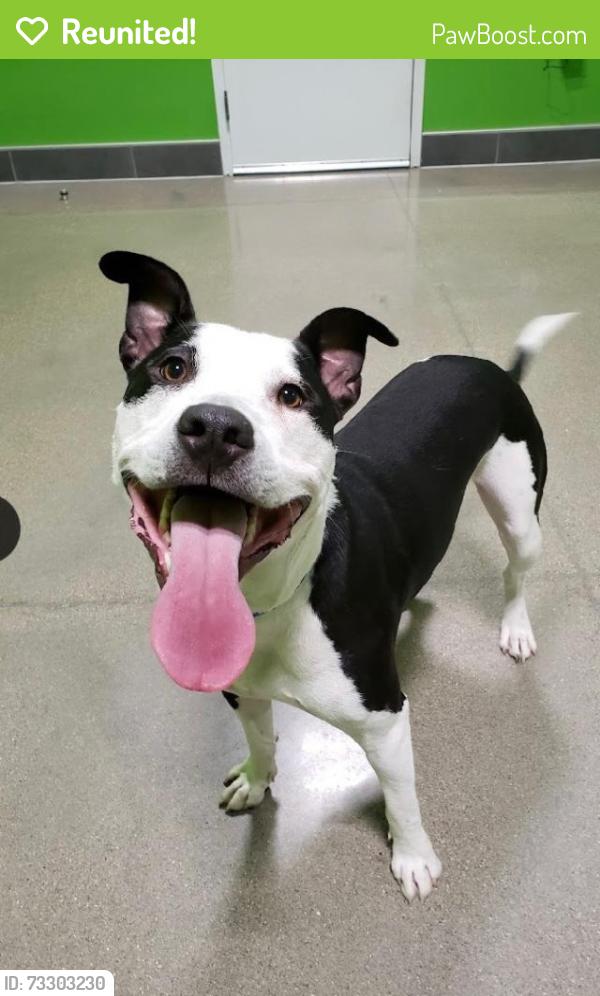 Reunited Male Dog last seen Bauer and Brighton rd, Brighton, MI 48116