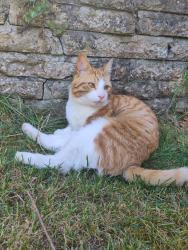 Lost Male Cat last seen Mayfield Park South BS16, Bristol City, England BS16 3NB