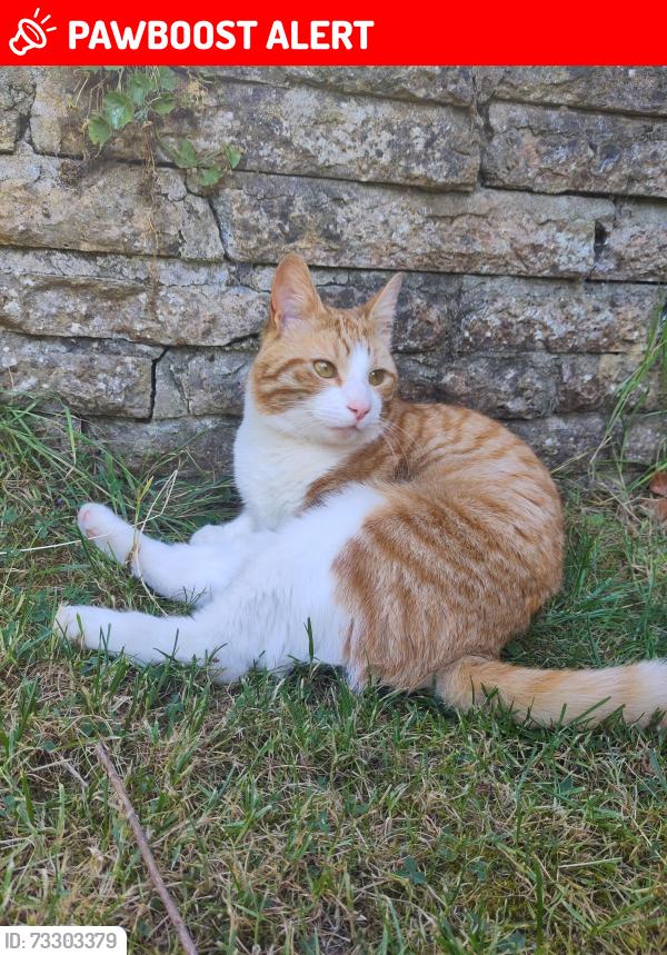 Lost Male Cat last seen Mayfield Park South BS16, Bristol City, England BS16 3NB