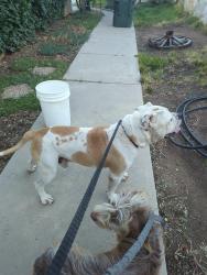 Found/Stray Male Dog last seen Near and Maxfield, Ogden, UT 84404