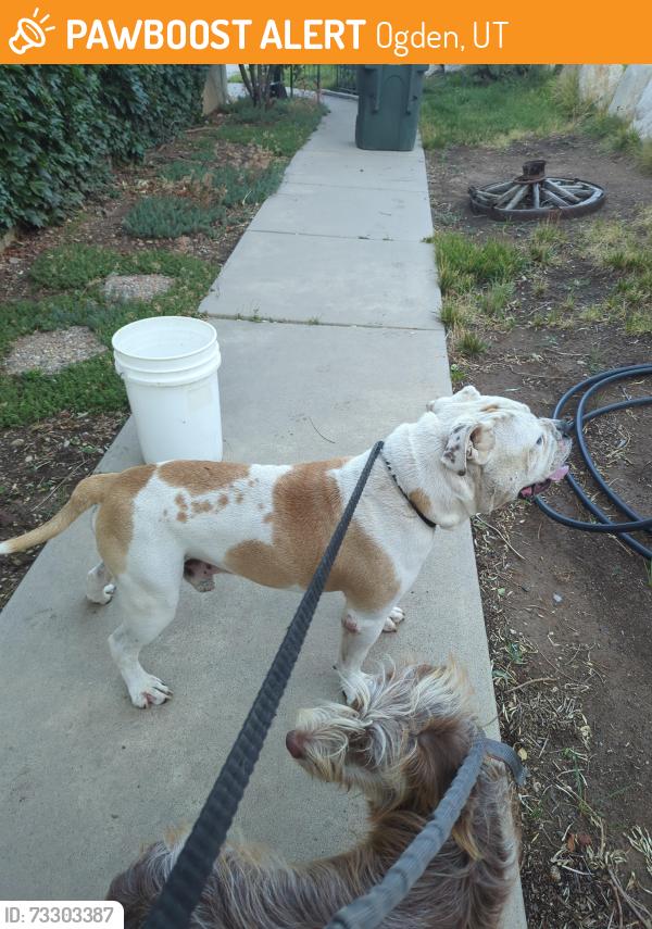 Found/Stray Male Dog last seen Near and Maxfield, Ogden, UT 84404