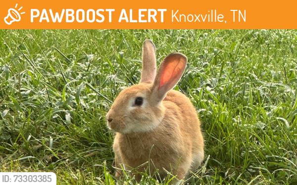Found/Stray Unknown Rabbit last seen McClurg, Knoxville, TN 37920