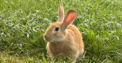 Found/Stray Unknown Rabbit last seen McClurg, Knoxville, TN 37920