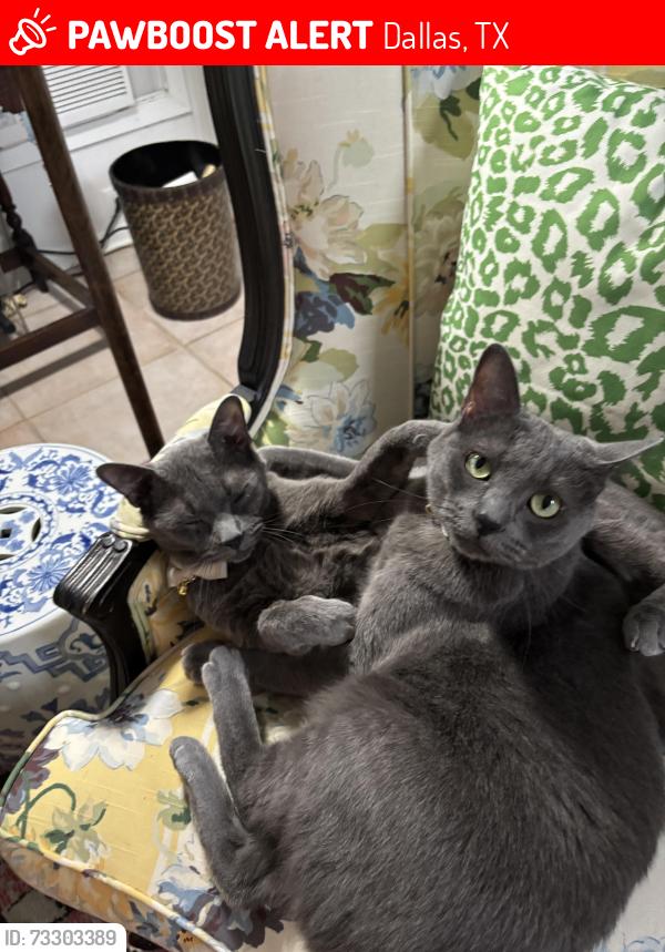 Lost Male Cat last seen Near Hockaday School, Dallas, TX 75229