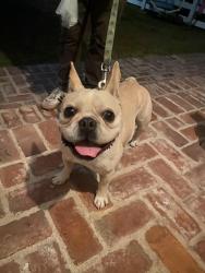 Reunited Male Dog last seen Hanover Dr. Costa Mesa, Costa Mesa, CA 92626