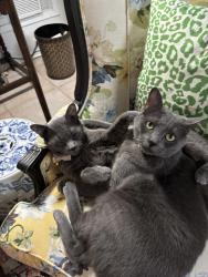 Lost Male Cat last seen Near Hockaday School, Dallas, TX 75229