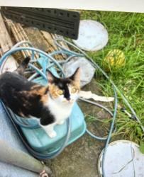 Reunited Female Cat last seen Hnebury, Henbury, England BS10 7NZ