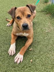 Shelter Stray Male Dog last seen Near LARKSPUR DR, FAYETTEVILLE NC 28311, 4704 Corporation Dr, Fayetteville, NC 28306, USA