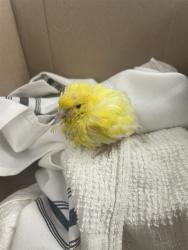 Shelter Stray Unknown Bird last seen LELAND X DELTA, 1419 Bryant St, San Francisco, CA 94103, USA